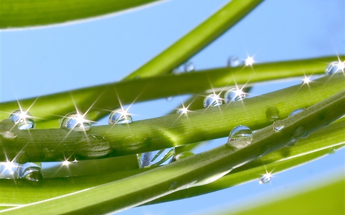 Grass, leaves, dew, water drops, glare Wallpapers Pictures Photos Images