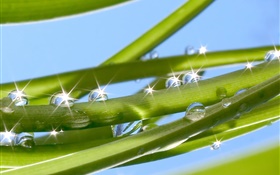 Grass, leaves, dew, water drops, glare HD wallpaper