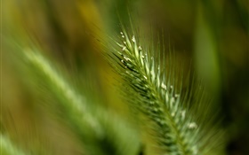 Grass tail close-up