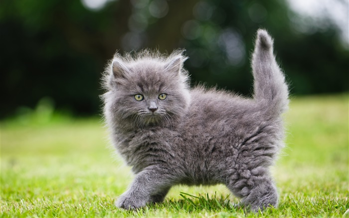 Gray fluffy kitten in the grass Wallpapers Pictures Photos Images