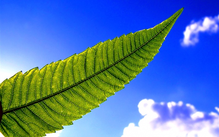 Green leaf, blue sky Wallpapers Pictures Photos Images
