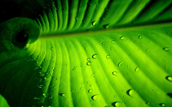 Green leaf close-up, stripes, water drops Wallpapers Pictures Photos Images