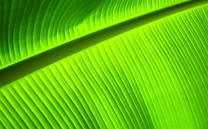 Green leaf close-up, stripes Wallpapers Pictures Photos Images