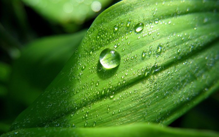 Green leaf close-up, water drops, dew Wallpapers Pictures Photos Images