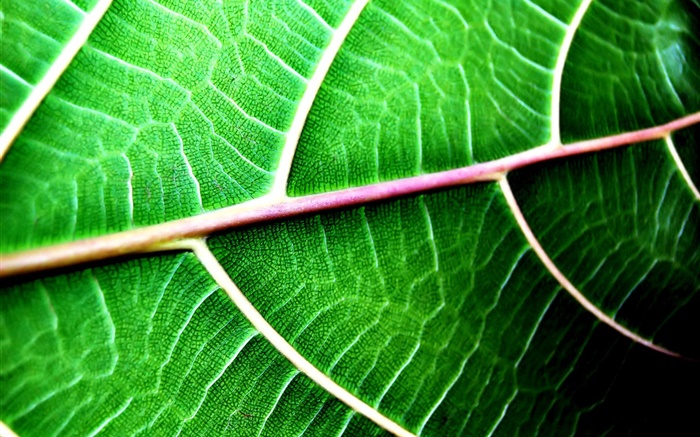 Green leaf context close-up Wallpapers Pictures Photos Images