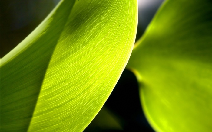 Green leaf macro photography, light Wallpapers Pictures Photos Images