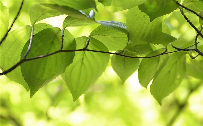 Green leaves, branches, nature scenery, bokeh Wallpapers Pictures Photos Images