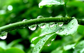 Green plants, after rain, water drops HD wallpaper
