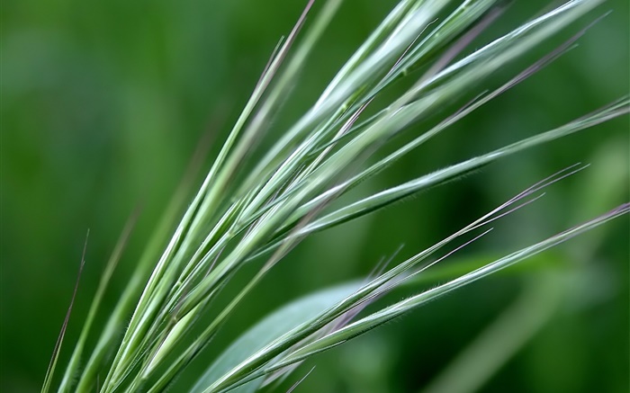 Green wheat close-up Wallpapers Pictures Photos Images