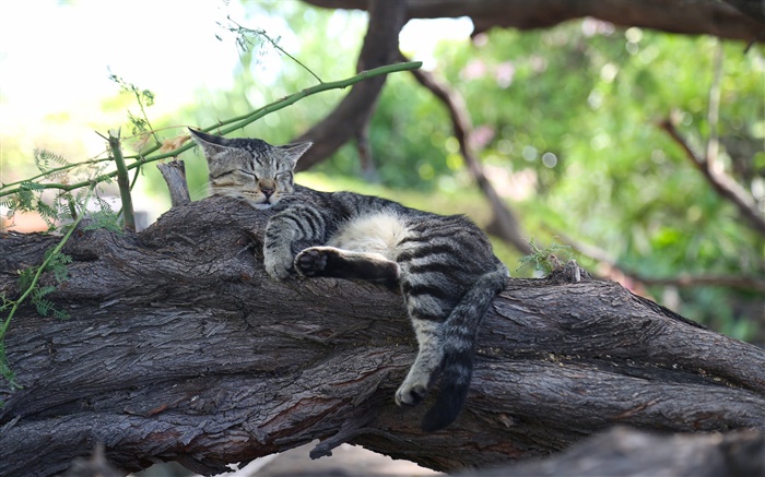 Grey kitten sleeping on the tree Wallpapers Pictures Photos Images