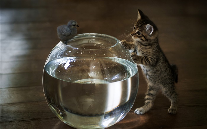 Kitten want touch aquarium water Wallpapers Pictures Photos Images