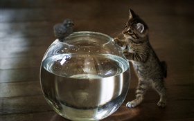 Kitten want touch aquarium water