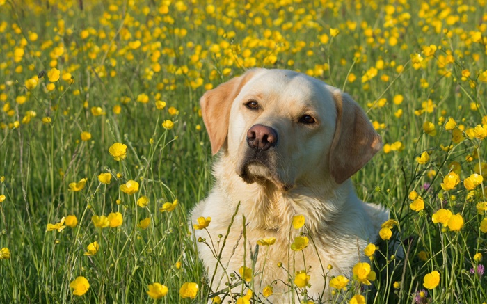Labrador Retriever, dog in the flowers Wallpapers Pictures Photos Images