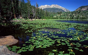 Lake, mountains, forest, water lily