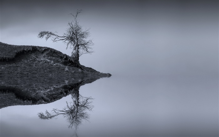 Lake, tree, water reflection, monochrome, Scotland Wallpapers Pictures Photos Images