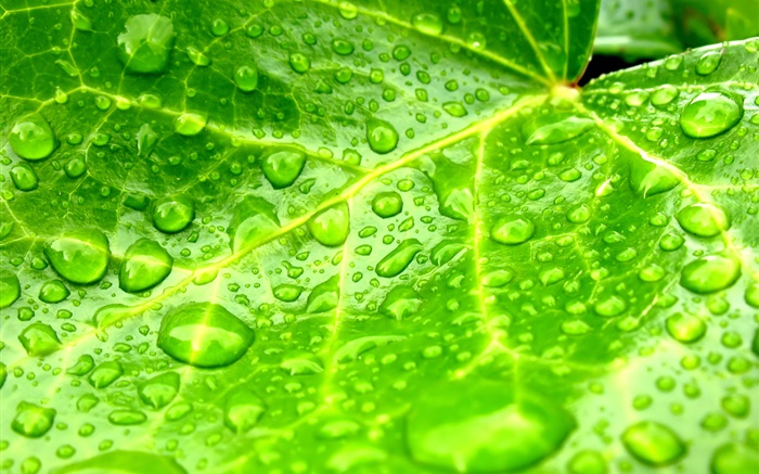 Leaf close-up, green, water drops Wallpapers Pictures Photos Images