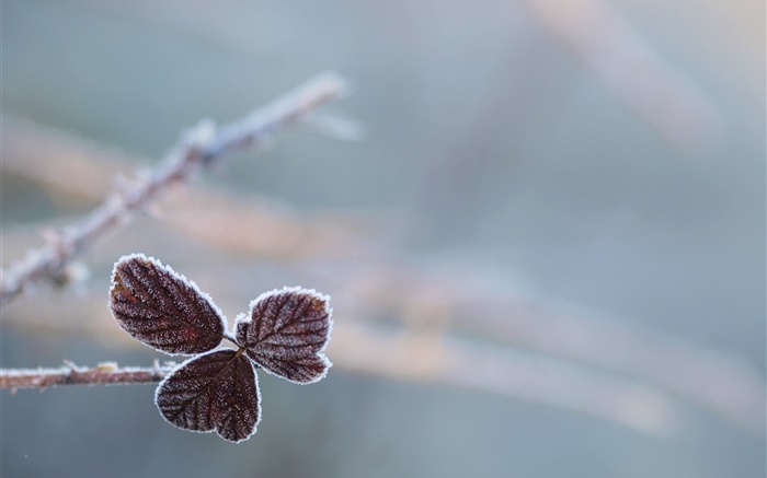 Leaves, frost, bokeh Wallpapers Pictures Photos Images