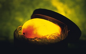 Light fruit, mango in the nest HD wallpaper