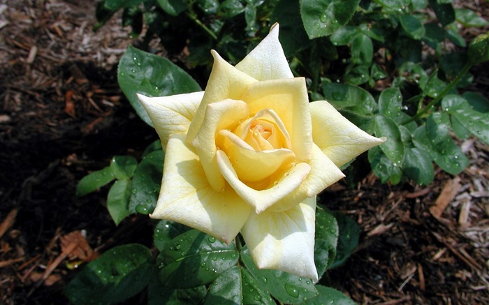 Light yellow rose flower, dew Wallpapers Pictures Photos Images