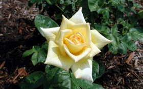 Light yellow rose flower, dew