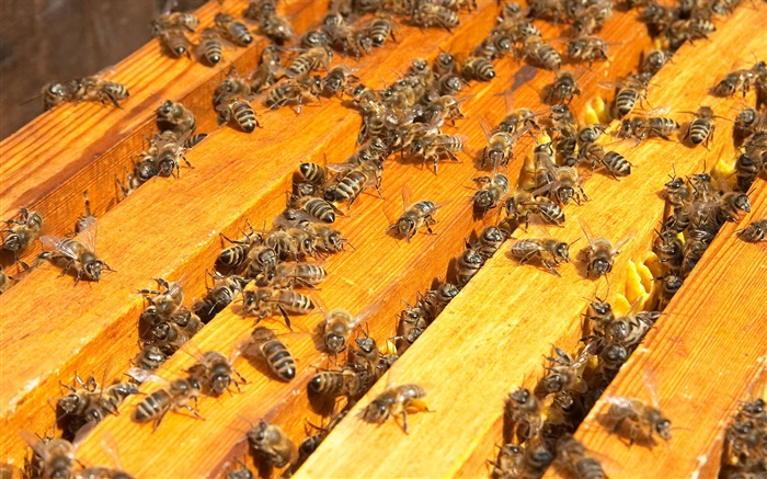 Many bees, beehive Wallpapers Pictures Photos Images