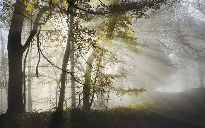 Morning, fog, trees, sun rays, autumn Wallpapers Pictures Photos Images
