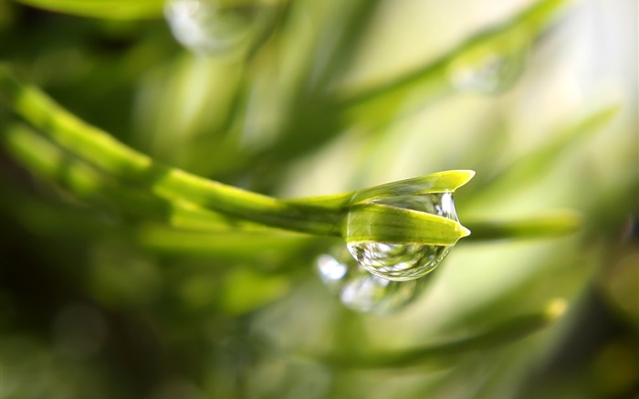 Morning, plant, green, dew Wallpapers Pictures Photos Images