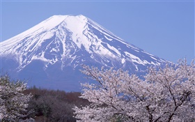 Mount Fuji, Japan, spring, cherry flowers blooms HD wallpaper