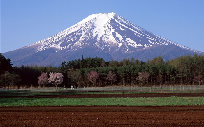 Mount Fuji, Japan, trees, farm field Wallpapers Pictures Photos Images