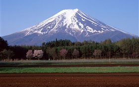 Mount Fuji, Japan, trees, farm field HD wallpaper