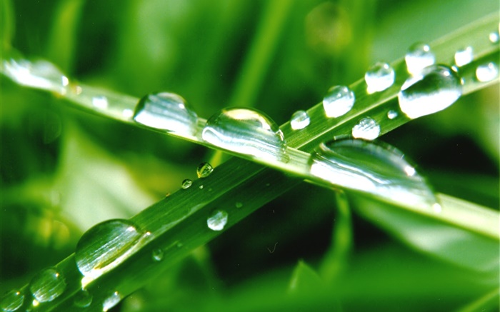 Nature close-up, green grass, leaf, water drops Wallpapers Pictures Photos Images