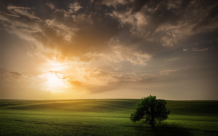 Nature field spring tree sky sunset Wallpapers Pictures Photos Images