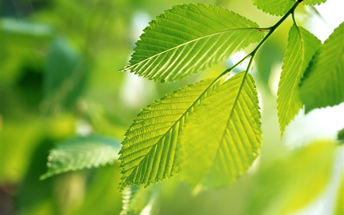 Nature, green leaves, bokeh Wallpapers Pictures Photos Images