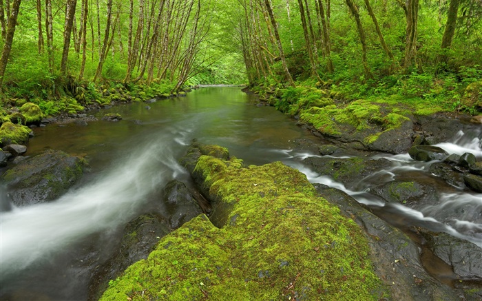Nestucca River, Oregon, USA, moss, trees, green Wallpapers Pictures Photos Images