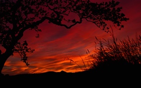 Night, red sky, clouds, trees, grass, black silhouette HD wallpaper