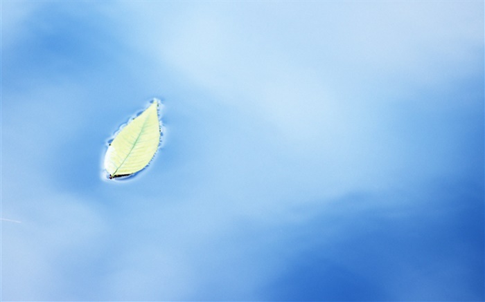 One leaf on water surface Wallpapers Pictures Photos Images
