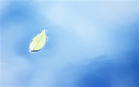 One leaf on water surface HD wallpaper