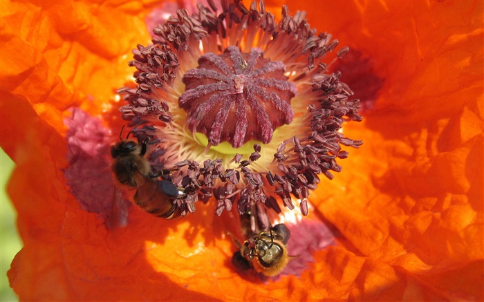 Orange flower, pistil, bee Wallpapers Pictures Photos Images