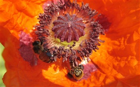 Orange flower, pistil, bee HD wallpaper