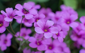 Oxalis, purple flowers, petals, macro photography HD wallpaper