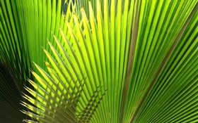 Palm, fan-shaped leaves