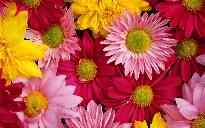 Pink chrysanthemums, colorful Wallpapers Pictures Photos Images