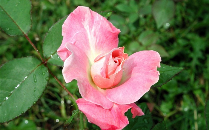 Pink rose after rain Wallpapers Pictures Photos Images