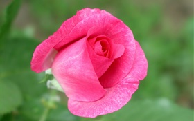 Pink rose flower close-up, green background