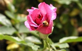 Pink rose flower, dew, bee HD wallpaper