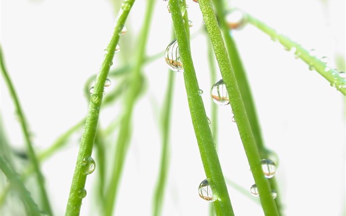 Plants, green, dew, water drops Wallpapers Pictures Photos Images