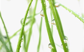Plants, green, dew, water drops
