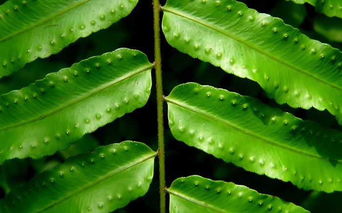 Plants green leaves close-up Wallpapers Pictures Photos Images