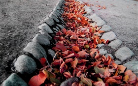 Red leaves, ground, autumn