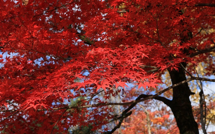 Red leaves, maple tree, beautiful autumn Wallpapers Pictures Photos Images